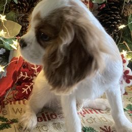 Cavalier King Charles Spaniel Puppies from Mapleview Cavalier King Charles Spaniels