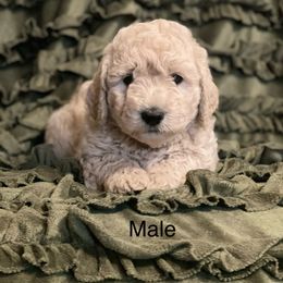 Goldendoodle Puppies from Doodle Paradise