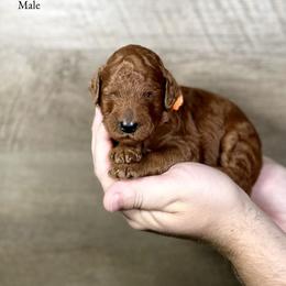 Joey - Red  male Poodle puppy in Abilene, Texas from Mesquite Kennels