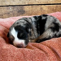 Boy 2- Oreo - Blue merle male Australian Shepherd puppy in Duluth, Minnesota from Frozen Nort Aussies
