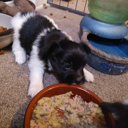 Papillon Puppies from Longwing Kennel