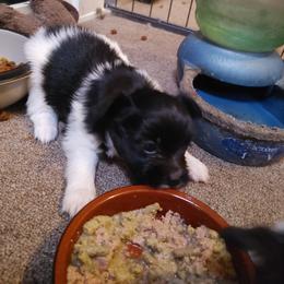 Papillon Puppies from Longwing Kennel