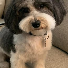 Havanese from Ivy Hills Havanese