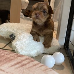 French Bulldog and Yorkshire Terrier Puppies from Casa De Silva LLC