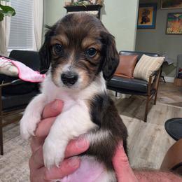 Boy2 - Piebald male Dachshund puppy in Temple, Texas from Wiener Works Co.