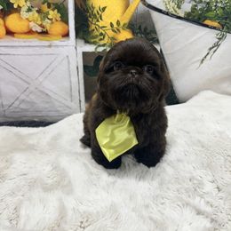 Theo - Chocolate male Shih Tzu puppy in California from Fairy Tails Shih Tzus CA