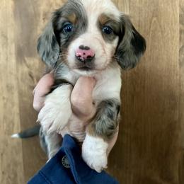 Sterling - Dapple male Dachshund puppy in Purmela, Texas from FLYING L Dachshund Academy