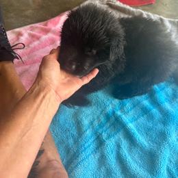 Boy 2 - Black male German Shepherd puppy in Fairdale, Kentucky from Kimberly's German Shepherds