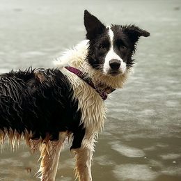 Border Collies from Vista Trails Border Collies
