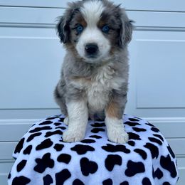 Miniature Australian Shepherd Puppies from 5 Star Mini Aussies