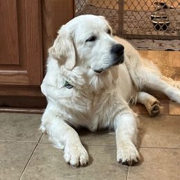 Legend - Golden Retriever