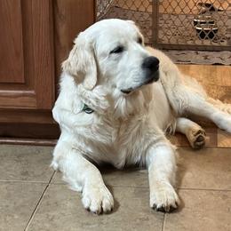 Legend - Golden Retriever