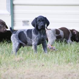 German Shorthaired Pointer and Labrador Retriever Puppies from LL Gun Dogs, LLC