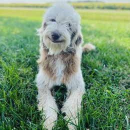 Copper - Aussiedoodle