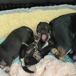 Boy 1 details coming soon - Black and tan male Chihuahua puppy in Anoka, Minnesota from Anoka County MN AKC Chihuahuas