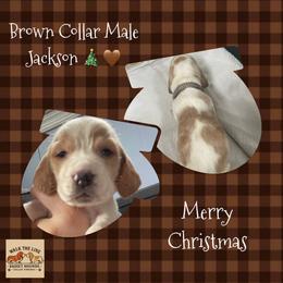 Brown collar - Red and white male Basset Hound puppy in Callao, Virginia from Walk The Line Basset Hounds