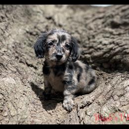 Dachshund and Pug Puppies from Wiggle'n V Ranch