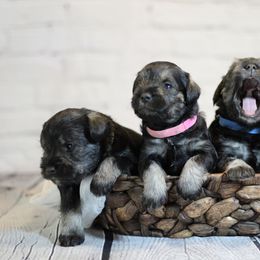 Miniature Schnauzer Puppies from West Coast Royal Miniature Schnauzer