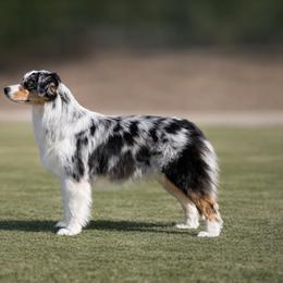 Australian Shepherds from Oceanside Aussies