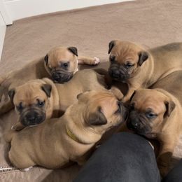American Pit Bull Terriers from Floss Dog Kennels