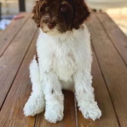 Boa - Brown and white female Bernedoodle puppy in Salt Lake County, Utah from Coco Avenue Pups
