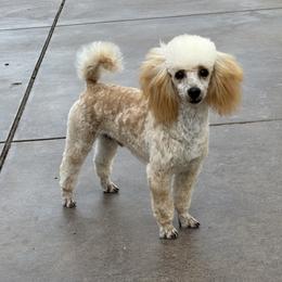 Poodle All Grown Up from Brick Hill Ranch