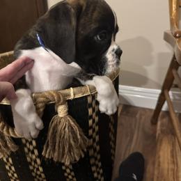 Little blue - Brindle male Boxer puppy in Arnold, Missouri from Molly Mo Boxers