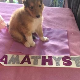 Collie Puppies from Lovely Heart Collies