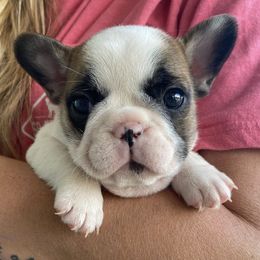 French Bulldogs from Double C Frenchies