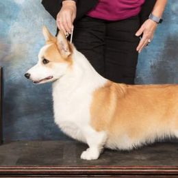 Pembroke Welsh Corgis from Gwen Nerren