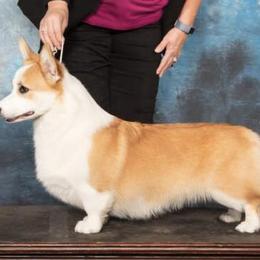 Pembroke Welsh Corgis from Gwen Nerren