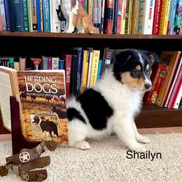Shailyn - White female Collie puppy in Hinckley, Minnesota from Rusty Spur Collies