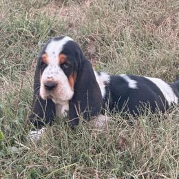 Mabel - Black white and brown female Basset Hound puppy in Conway, Missouri from Ozark Mountain Kennel