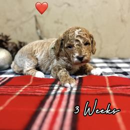Timber - Red  male Goldendoodle puppy in Runaway Bay, Texas from Green Ranch Doodles