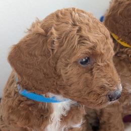 George - Red  male Poodle puppy in Rockvale, Tennessee from Robin's Nest Farm