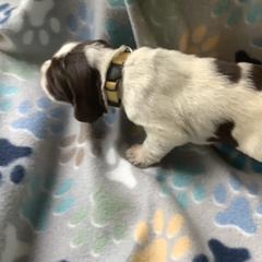 Boy 1 - Brown roan Spinone Italiano puppy in Cecil County, Maryland from Turkey Point Spinone Pups