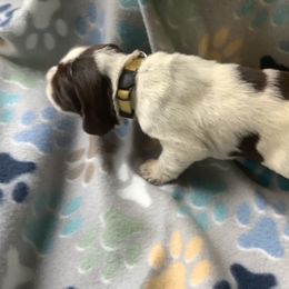 Boy 1 - Brown roan Spinone Italiano puppy in Cecil County, Maryland from Turkey Point Spinone Pups