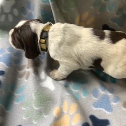 Boy 1 - Brown roan Spinone Italiano puppy in Cecil County, Maryland from Turkey Point Spinone Pups