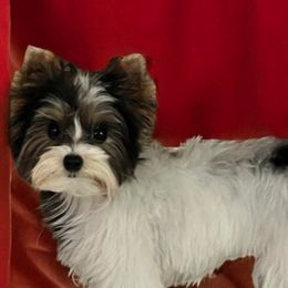 Oakley - Yorkshire Terrier