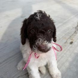 Chocolate Parti boy 5 - Chocolate male Double Doodle puppy in Yoakum, Texas from The Scott’s Dood Ranch