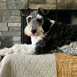 Gus - Wire Fox Terrier