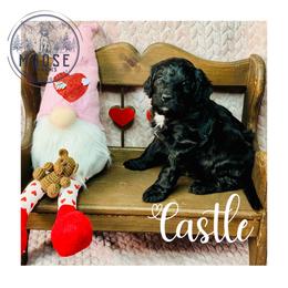 Castle - Black female Bernedoodle puppy in Belleville, Michigan from Moose Tracks Bernedoodles
