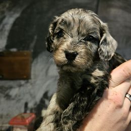 Max - Merle male Cavapoo puppy in Underwood, Minnesota from Tru Cuddle Pups