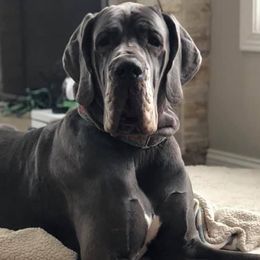 Great Danes from Chicago Danes and Luvabullz