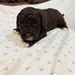 Cruiser - Chocolate male Australian Labradoodle puppy in Alamo, Texas from QuiSal Labradoodles
