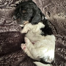 Boy 4 - Black and white male Cavapoo puppy in Nampa,, Idaho from Clig Doodle Days