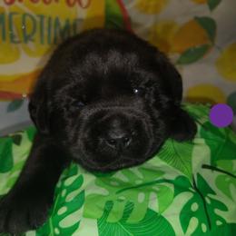 Purple collar - Black female Labrador Retriever puppy in Holyoke, Massachusetts from Urban Oak Labradors LLC