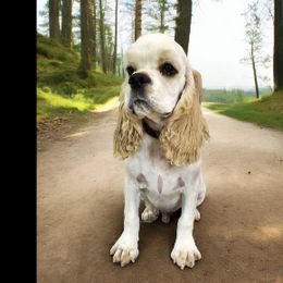 Oscar - Cocker Spaniel