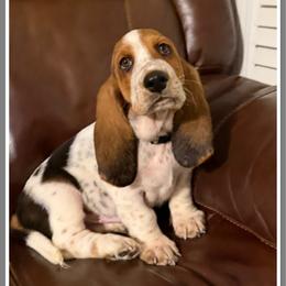 Gray - Black white and brown male Basset Hound puppy in Columbia, South Carolina from Pawmetto Hounds