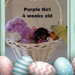 Shelby's purple girl - Black and tan female Yorkshire Terrier puppy in Inverness, Florida from Luvayorkie&more